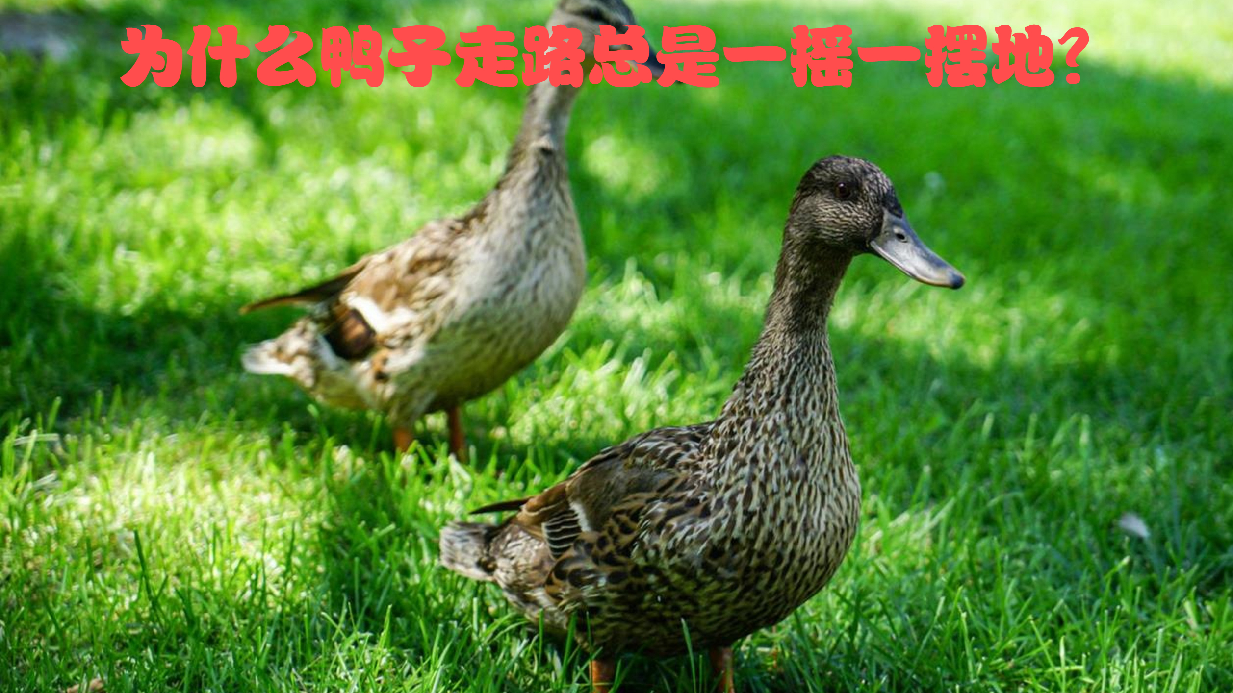 为什么鸭子走路总是一摇一摆地?