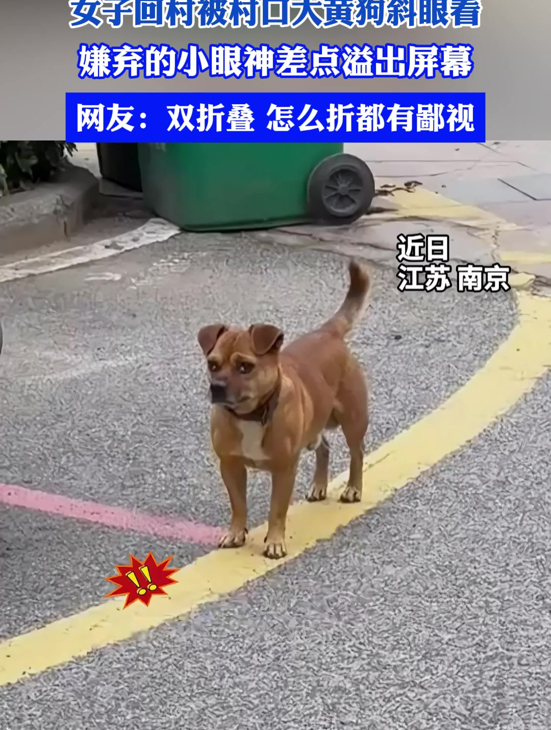 狗斜眼看人搞笑图片图片