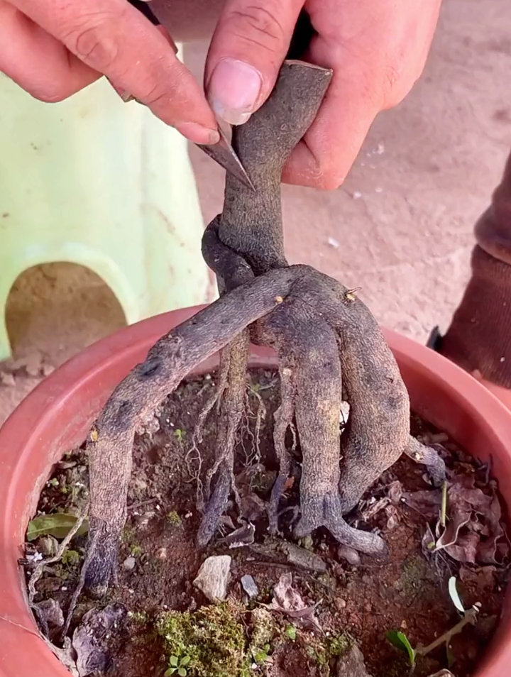 手把手教你嫁接"金弹子"在学不会把手快递寄给过去