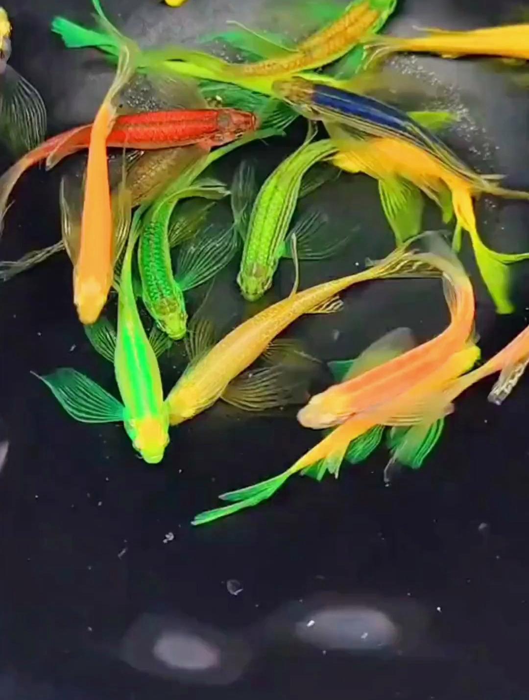 17种颜色蝶翼斑马鱼