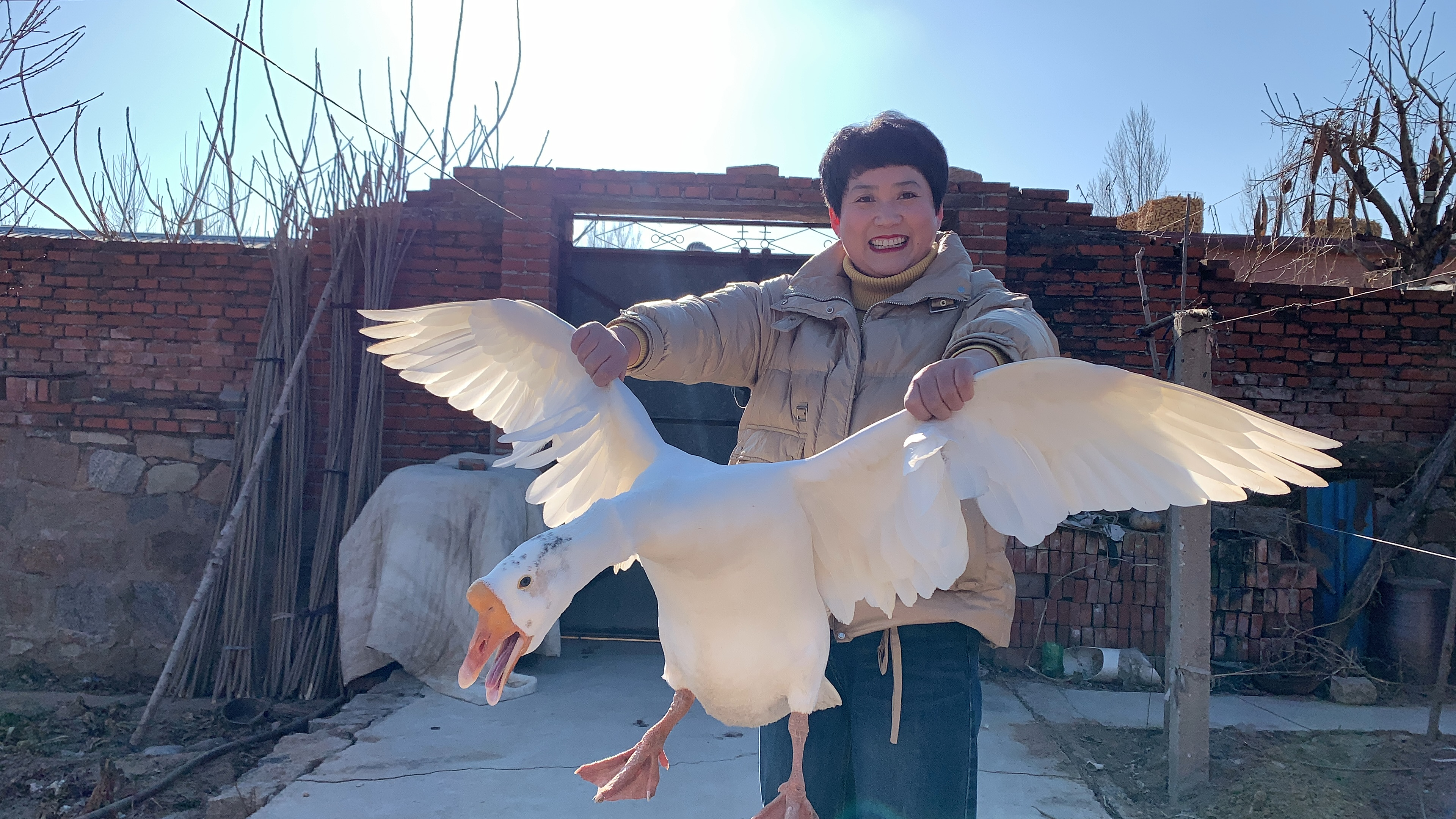 外甥回家，舅妈抓只10斤大鹅，柴火大锅炖半天，烂烂糊糊，吃嗨了