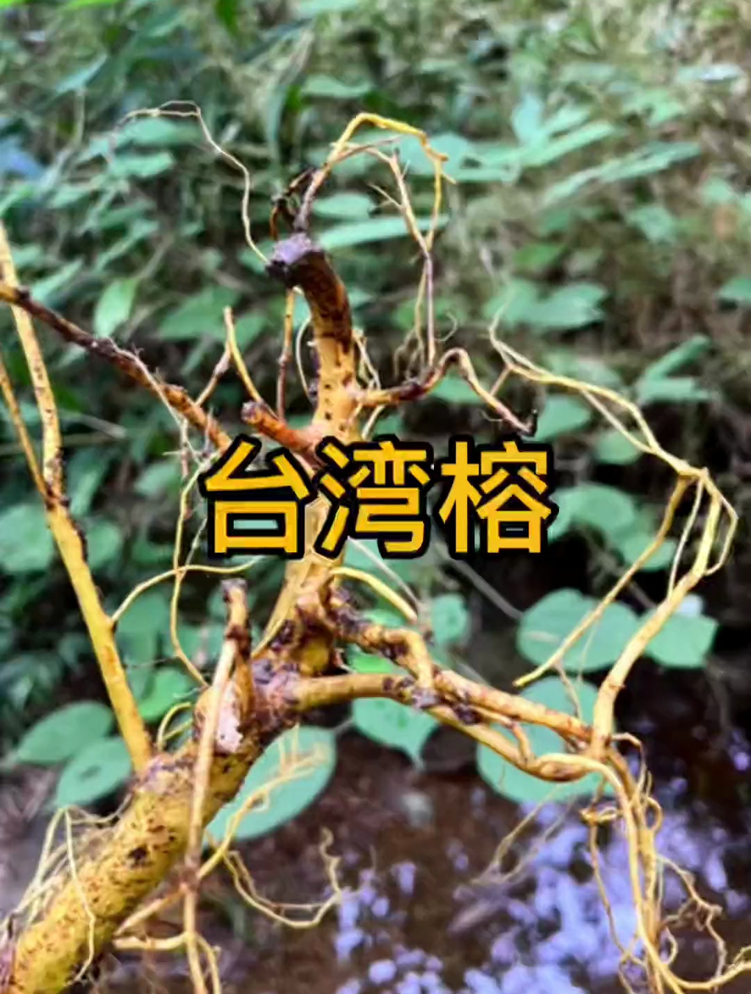 别名:中叶牛奶根 学名:台湾榕-度小视