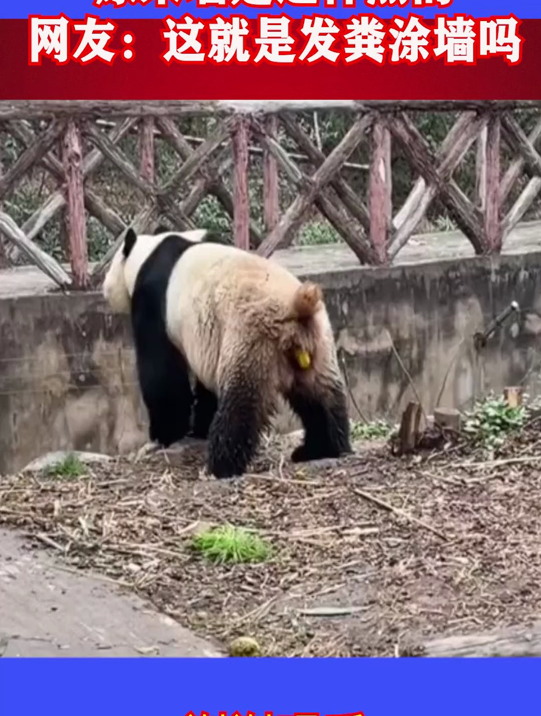 大熊猫排便竟然如此丝滑,原来墙是这样黑的,这就是发粪涂墙吗?