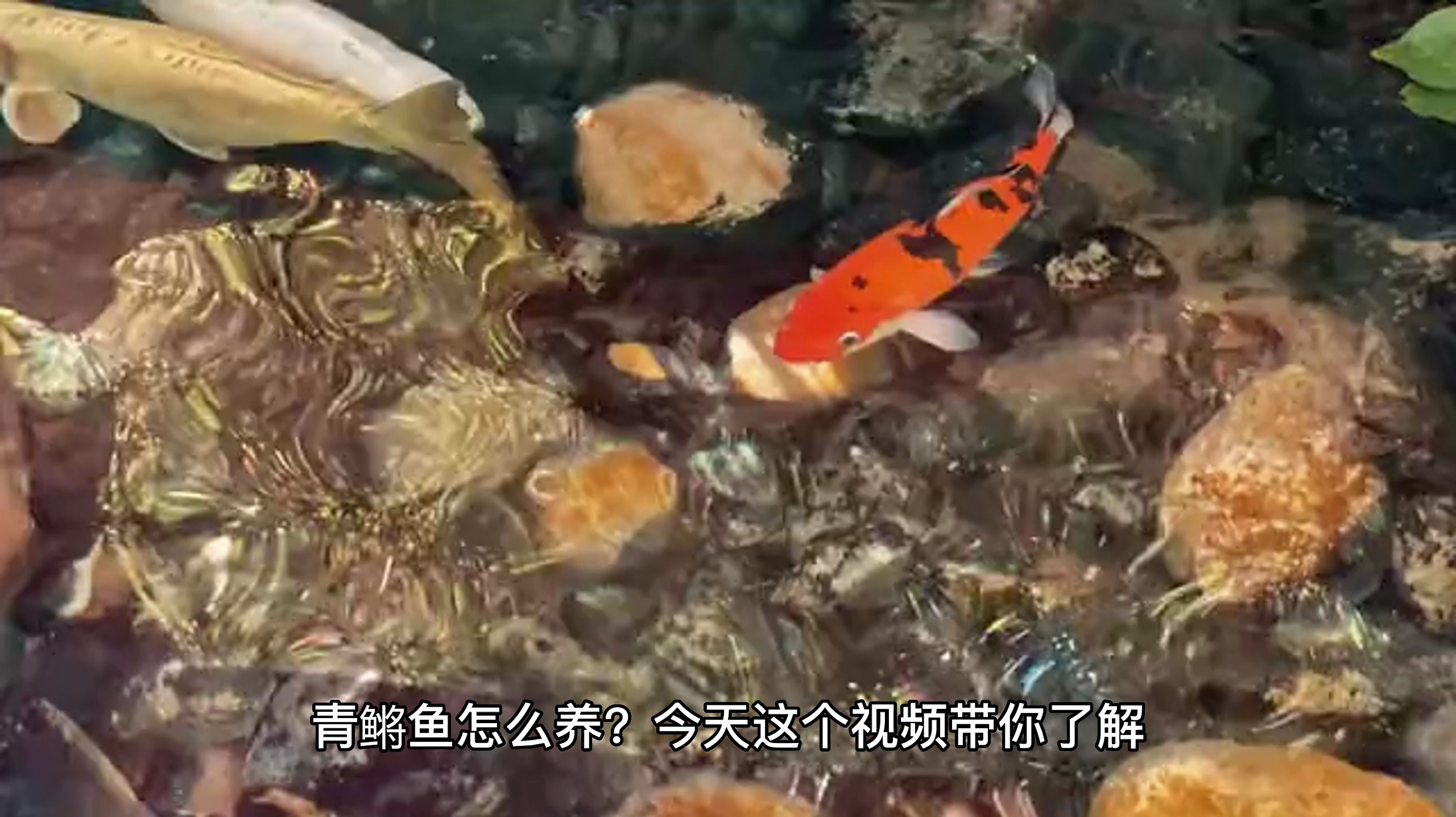 青鳉鱼应该怎么养