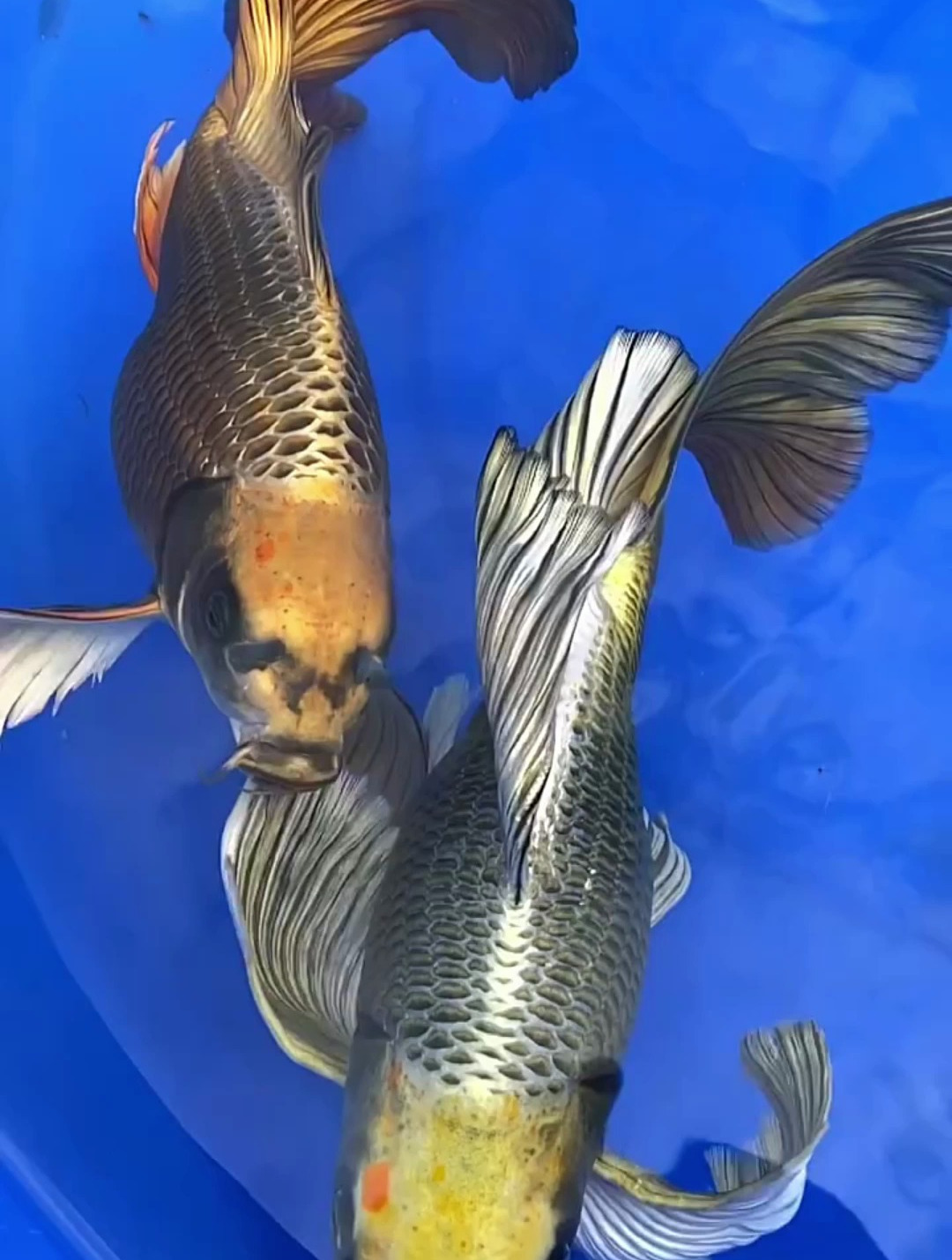 1080_1429竖版 竖屏