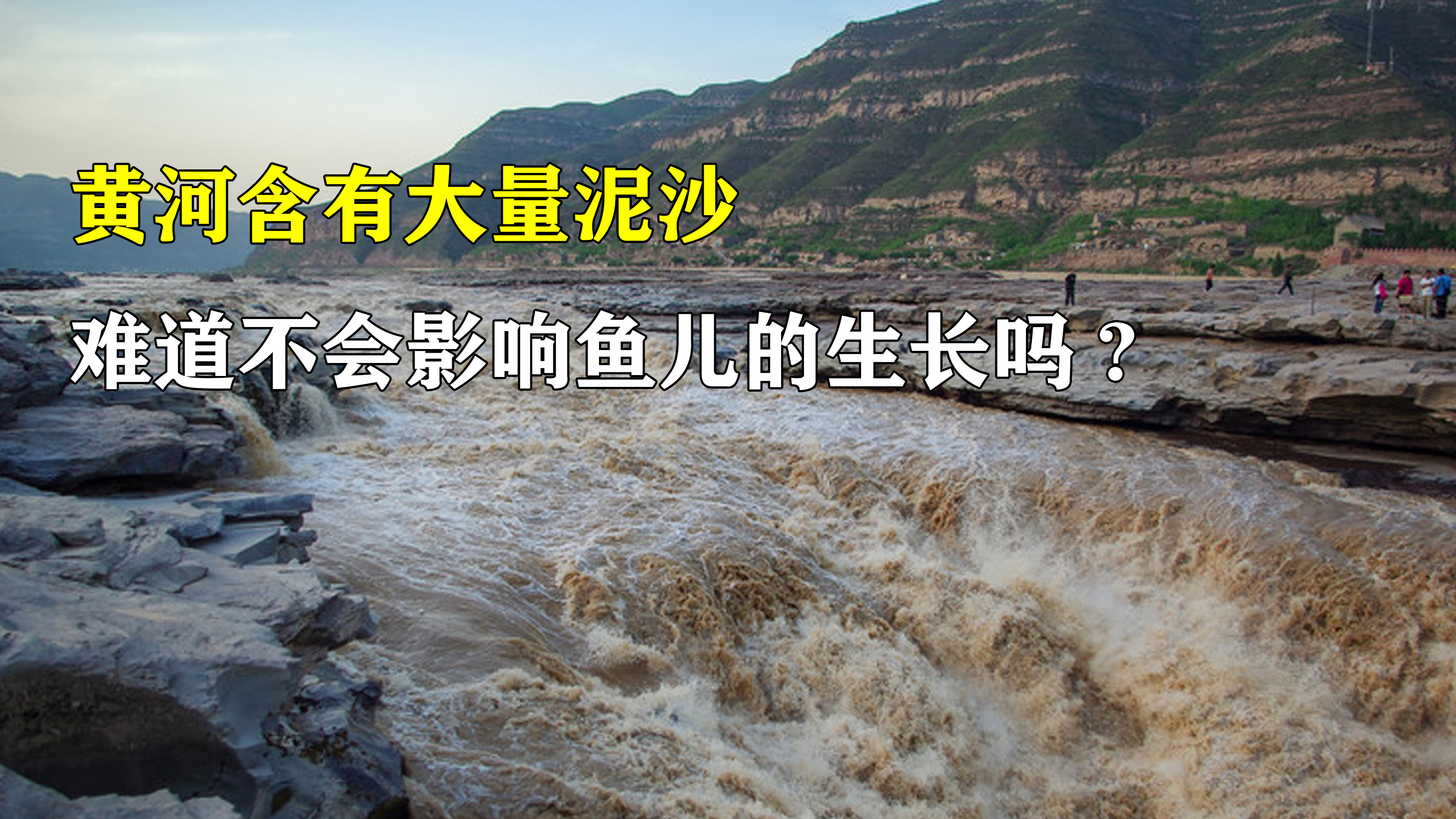 黄河泥沙非常多,为什么还有很多鱼类?不会影响鱼类生长吗