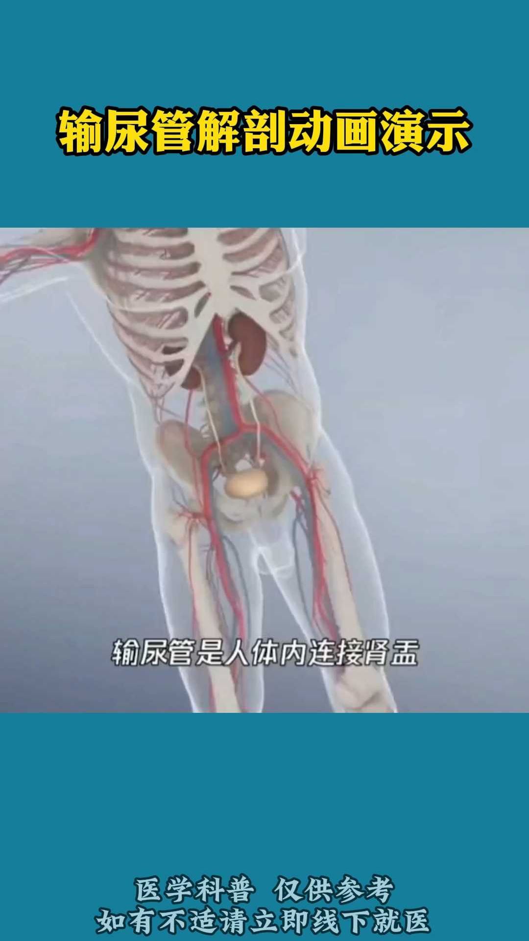 输尿管解剖动画演示