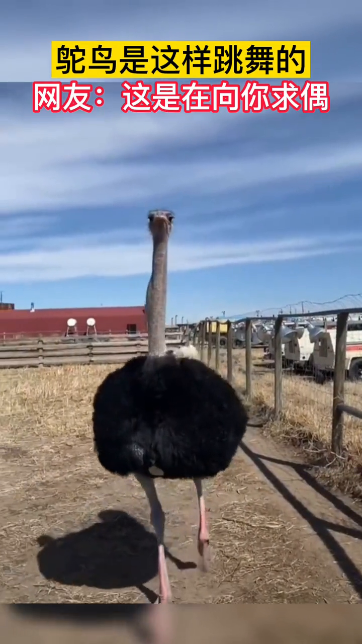 鸵鸟是这样跳舞的网友这是在向你求偶