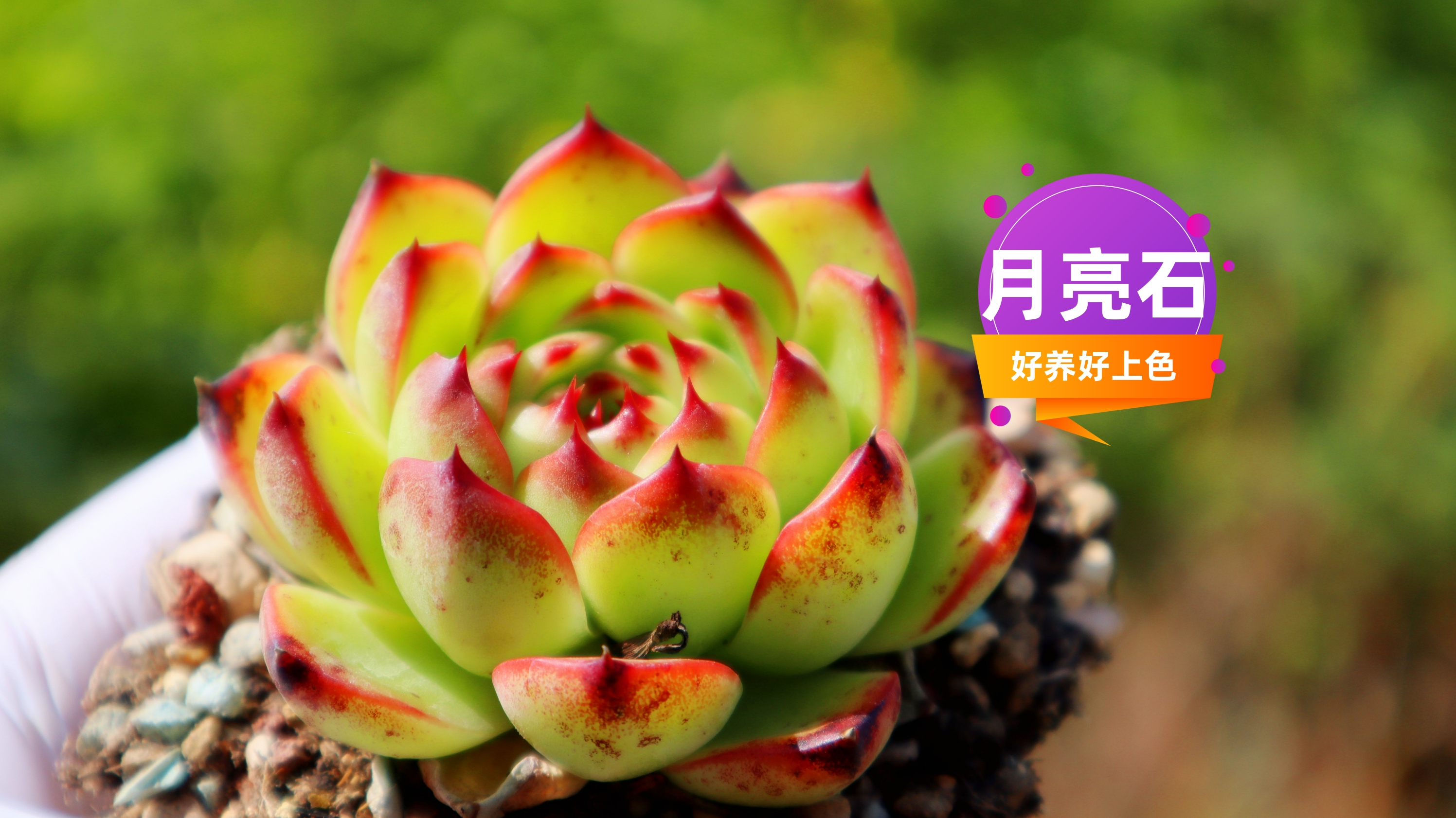 品种推荐017 月亮石 好养好上色 不容易徒长 但是容易长大