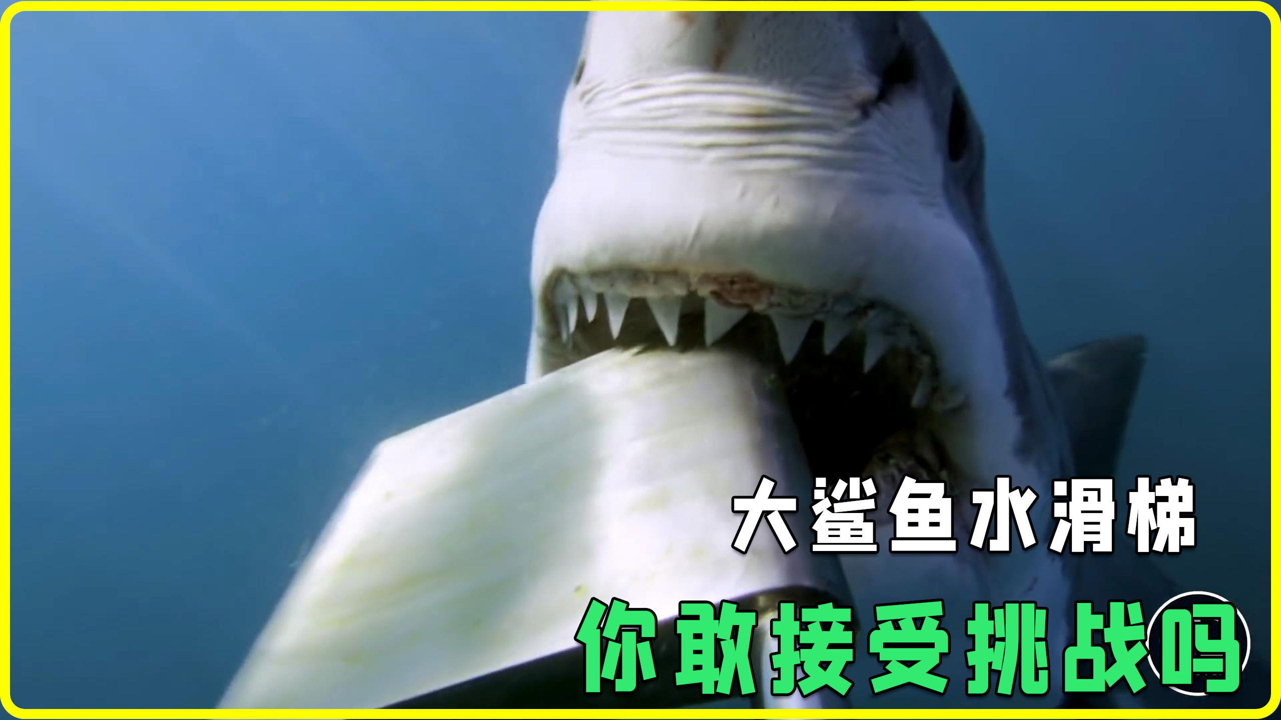 挑战大鲨鱼水滑梯,你敢接受挑战吗?