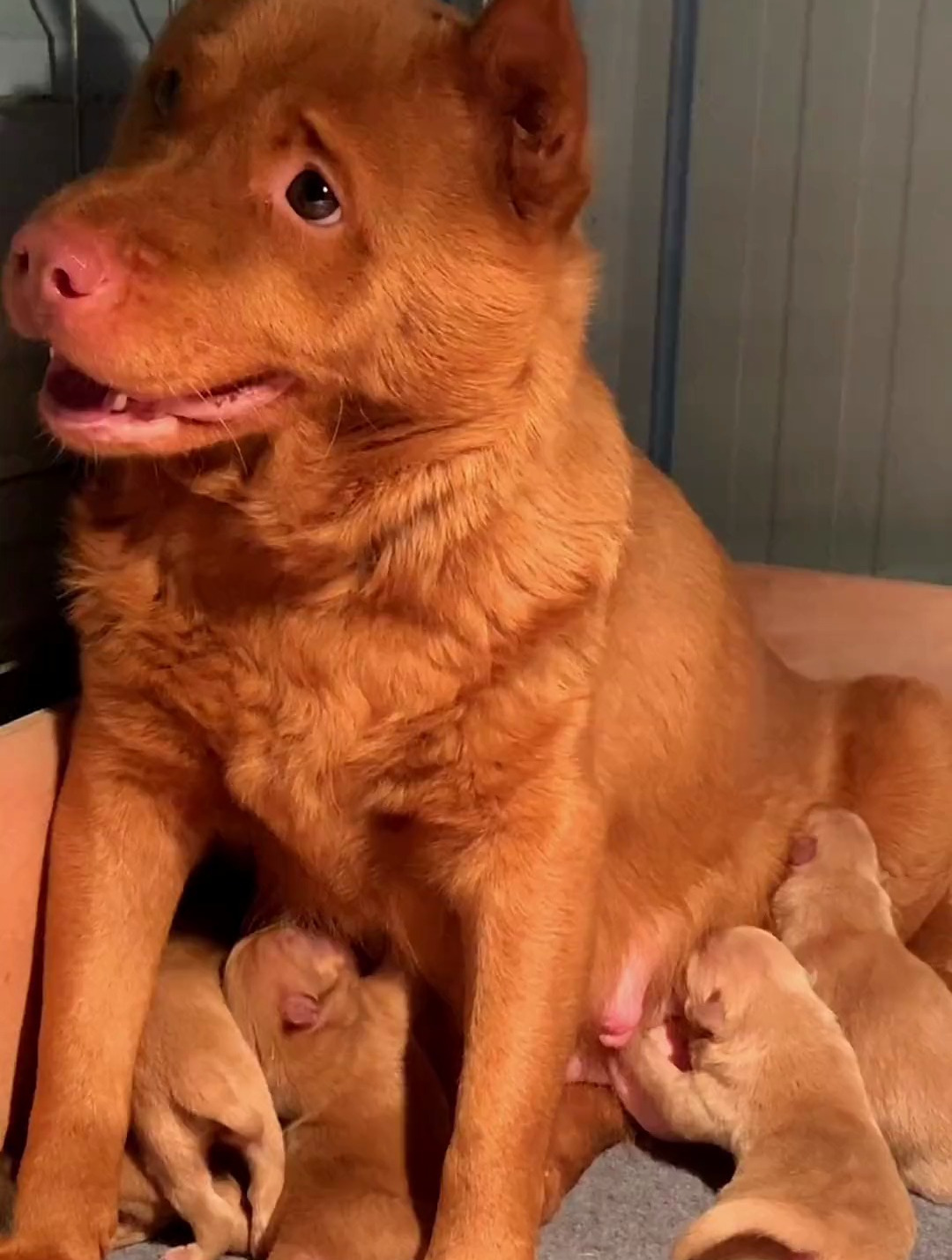 迎接一窝红扑扑的小生命3母2公五红犬