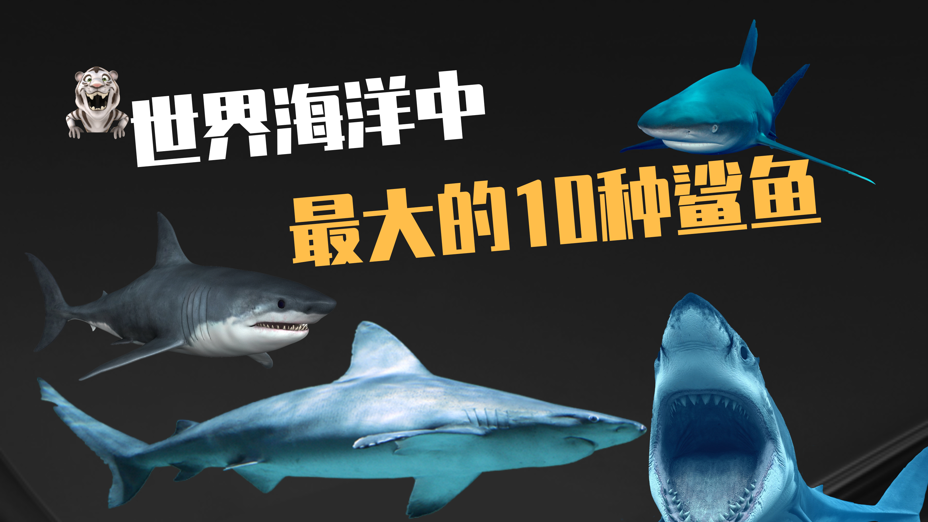 10种大型鲨鱼排名,大白鲨仅排第3,第一名远超你的想象