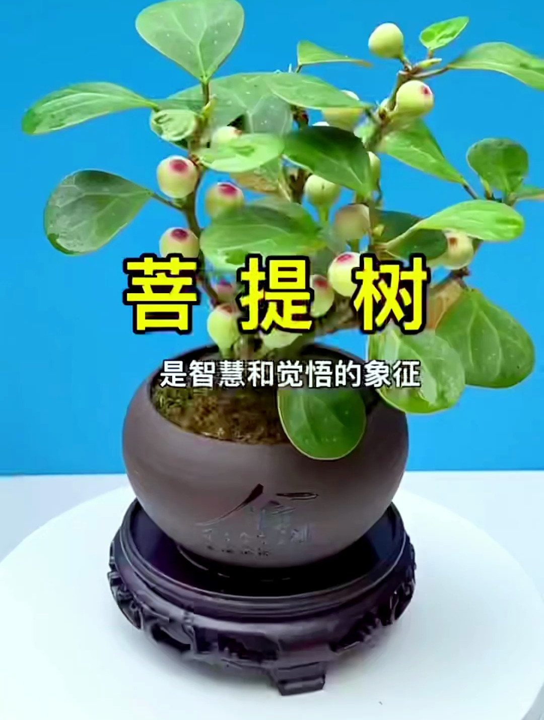 一花一世界,一叶一菩提.禅意十足的植物!-度小视