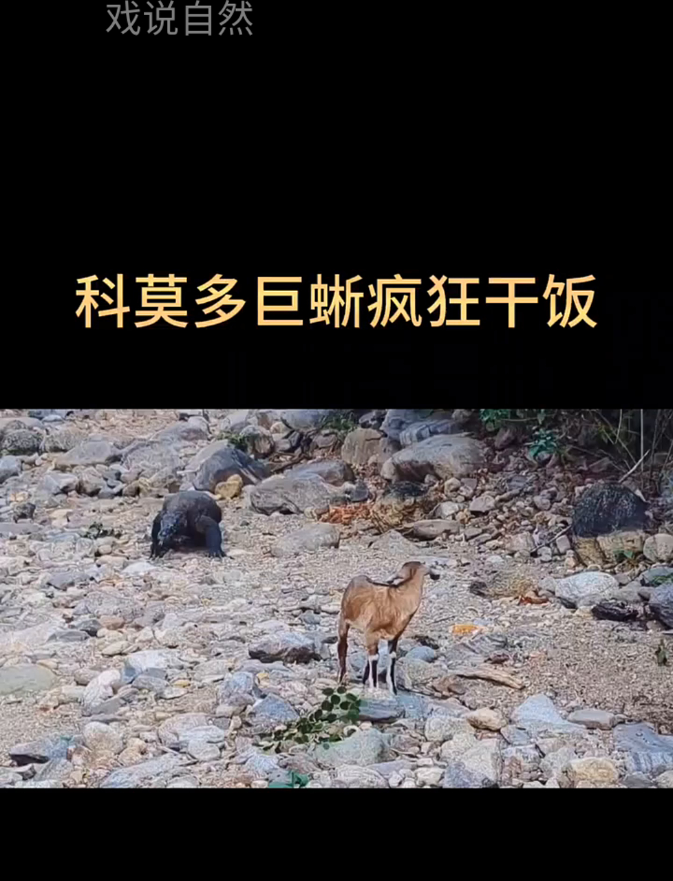 科莫多龙大吃特吃!