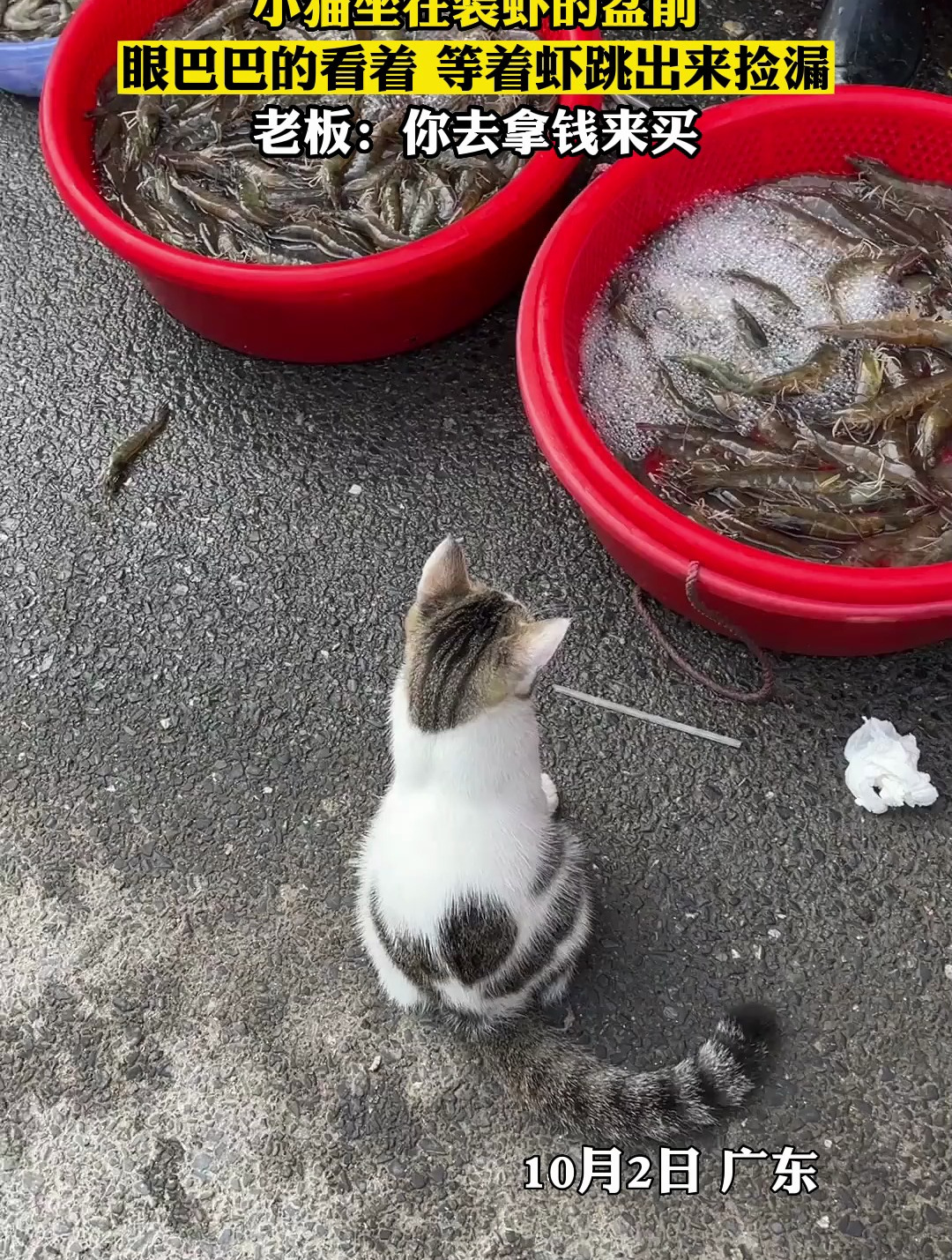 小猫坐在装虾的盆前眼巴巴的看着 等着虾跳出来捡漏