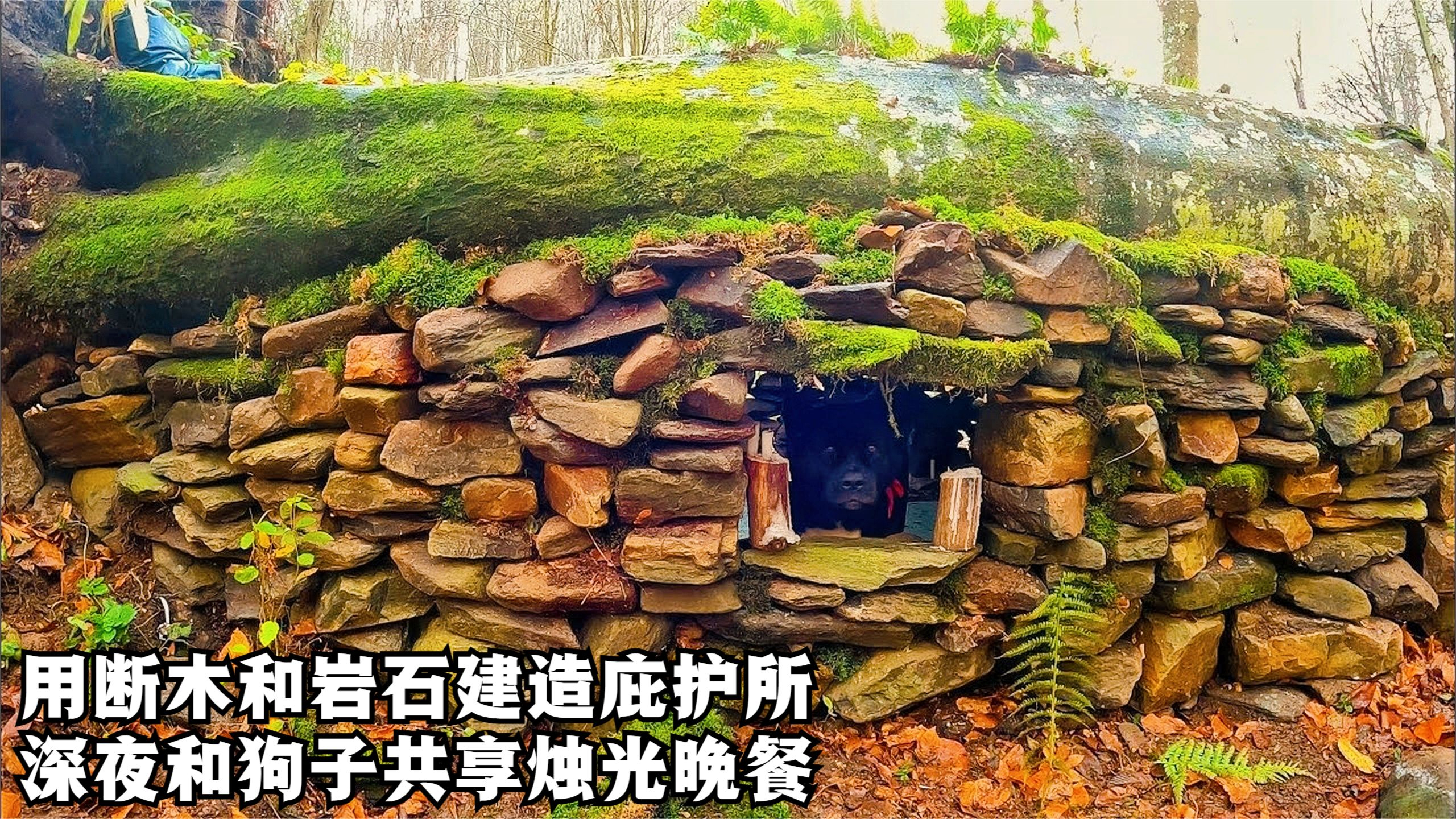 单人丛林露营,用断木和岩石建造庇护所,深夜和狗子共享烛光晚餐