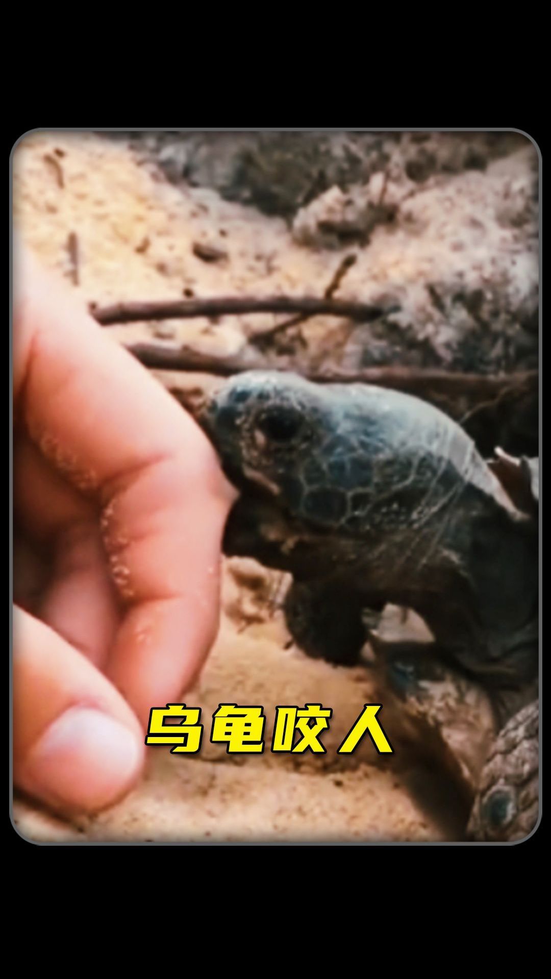 为什么乌龟咬中人之后不松口
