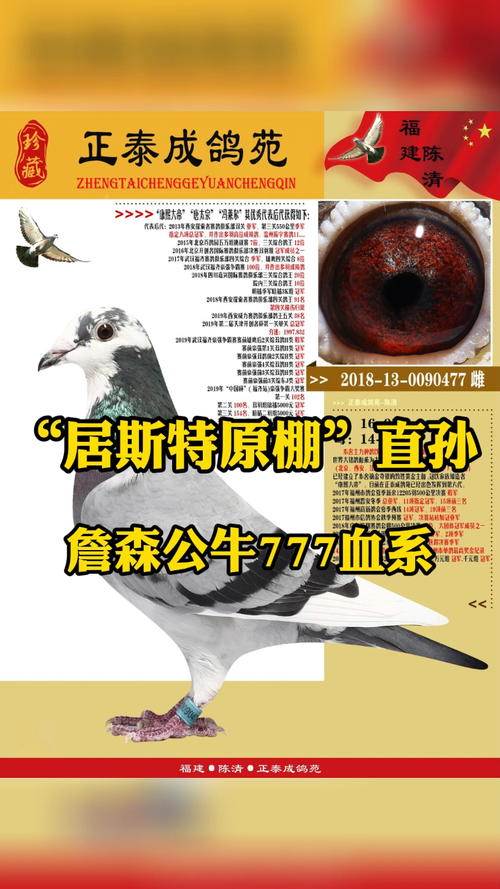 居斯特原棚直孙詹森公牛777血系环号0090477