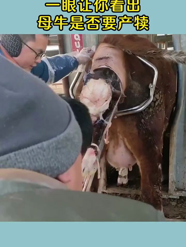 母牛临产前的四大征兆,你知道吗