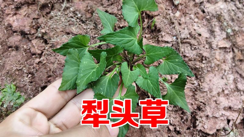 农村珍贵稀少的犁头草，用来煎鸡蛋作用这么厉害，很多人却不知道,三农,农业技术,好看视频