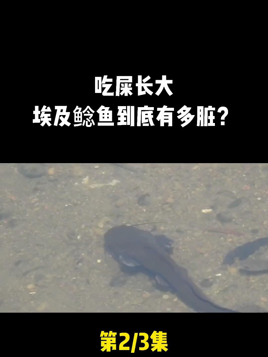 吃屎长大生下来就在粪坑,入侵我国40年,埃及鲶鱼到底有多脏?