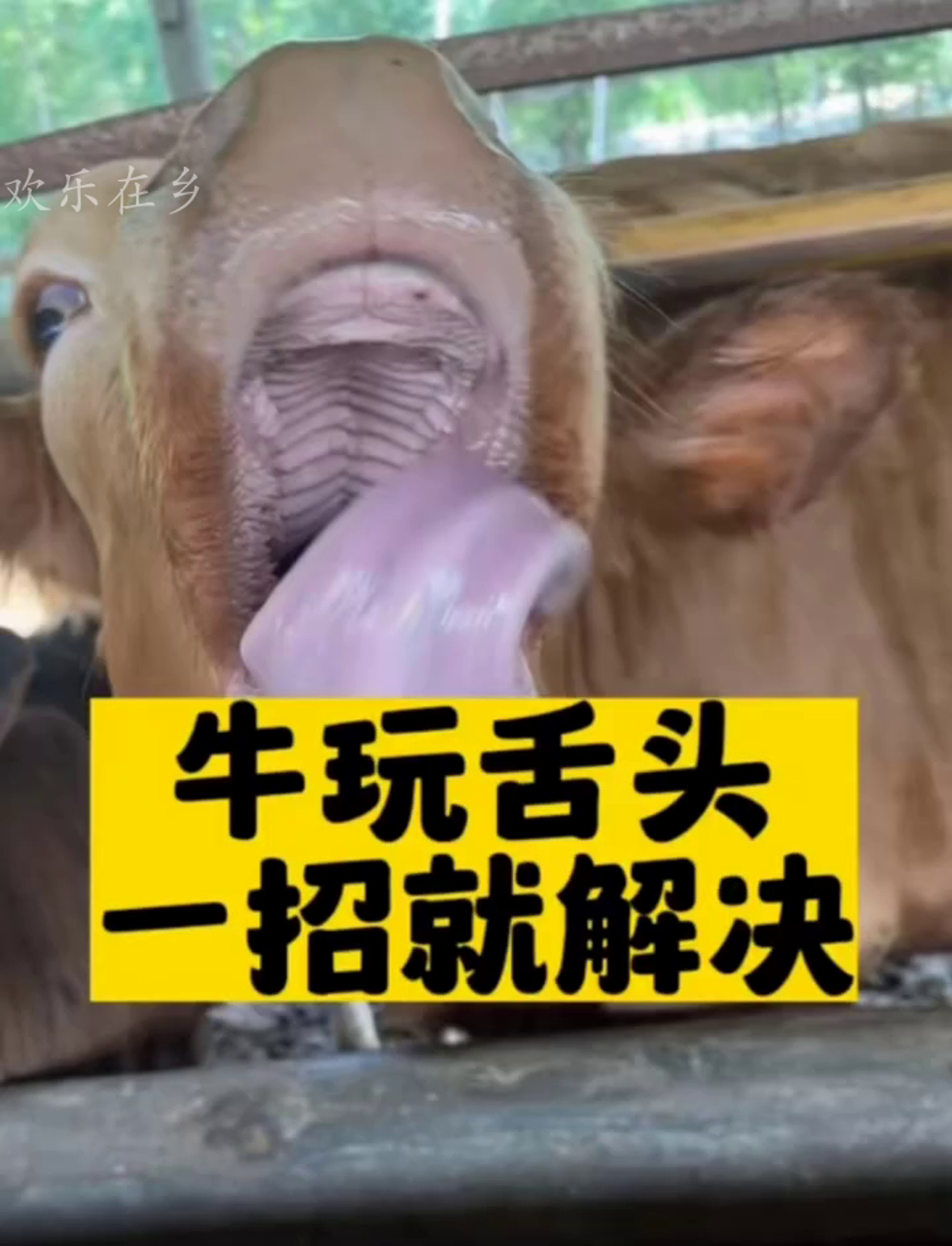 养牛的伙计们,前线兽医,牛儿爱舔舌头的秘密