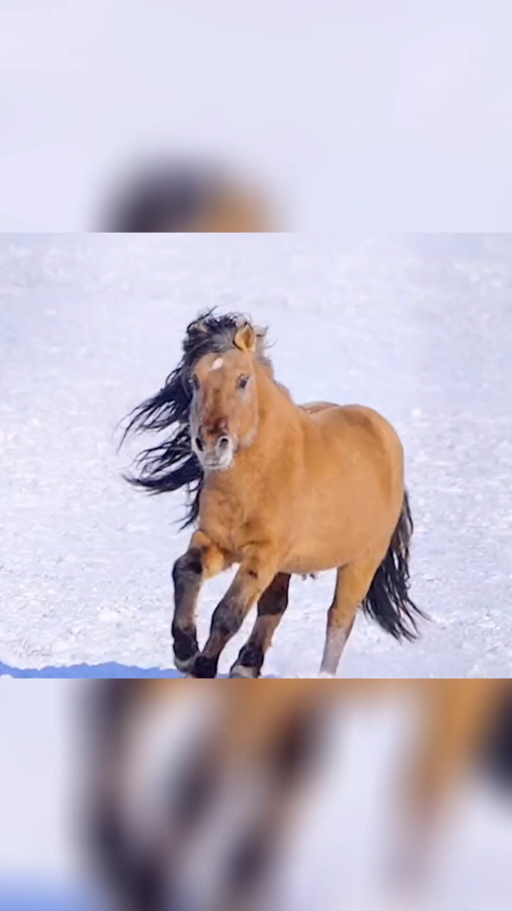 最喜欢的蒙古马
