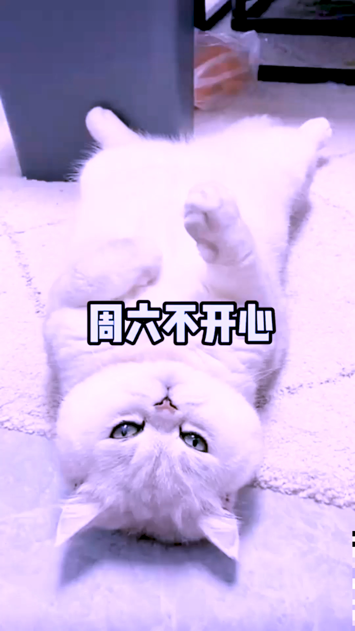 猫咪日记小猫咪最讨厌周末了,真的是太可爱了