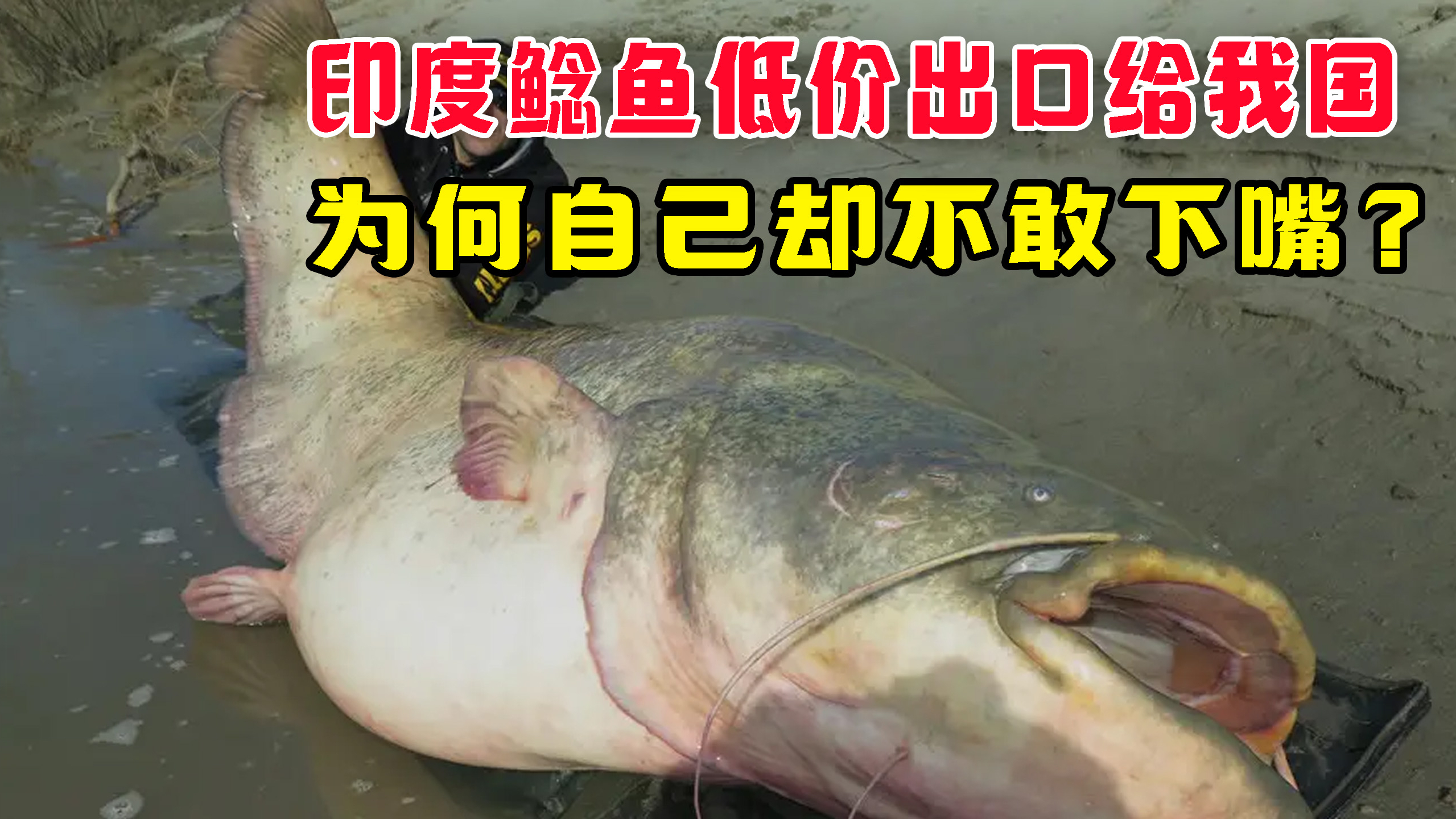 印度鲶鱼“大丰收”,低价出口给我国,为何自己却不敢下嘴?
