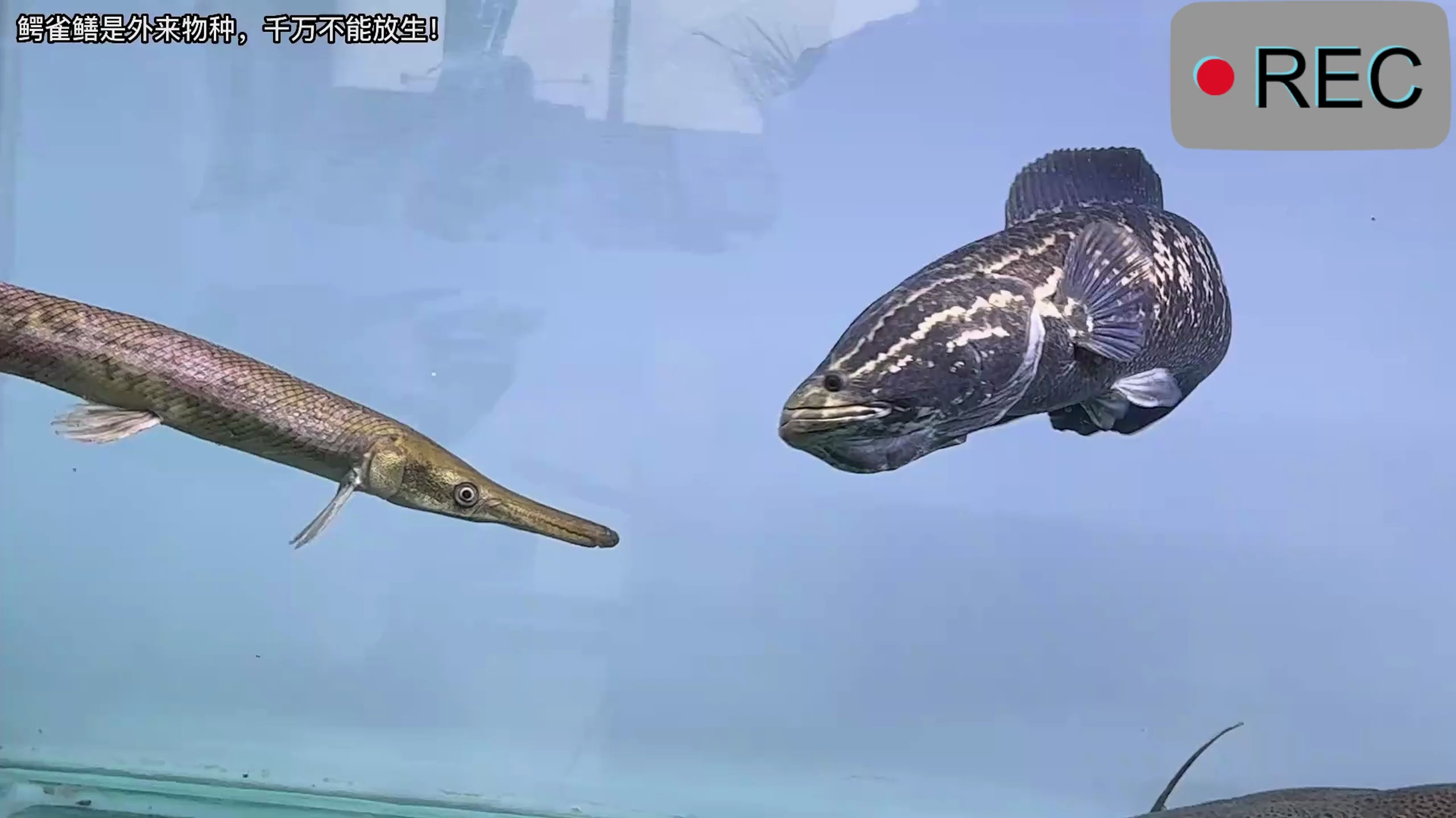 鳄雀鳝和黑鱼谁更厉害?45厘米鳄雀鳝丢进猛鱼缸,打得太狠了!