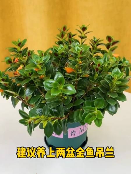 有种"鱼嘴花",开花就像小金鱼,可爱极了,还非常好养