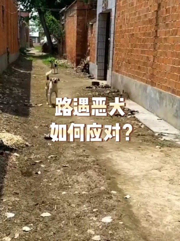 真的不要撒腿就跑,路遇恶犬怎么办?