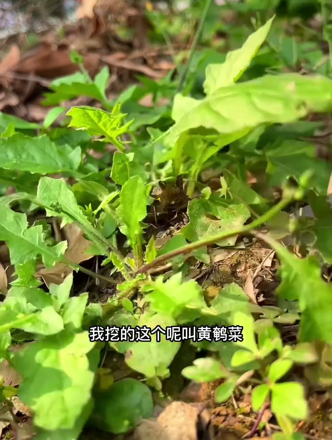 黄鹌菜
