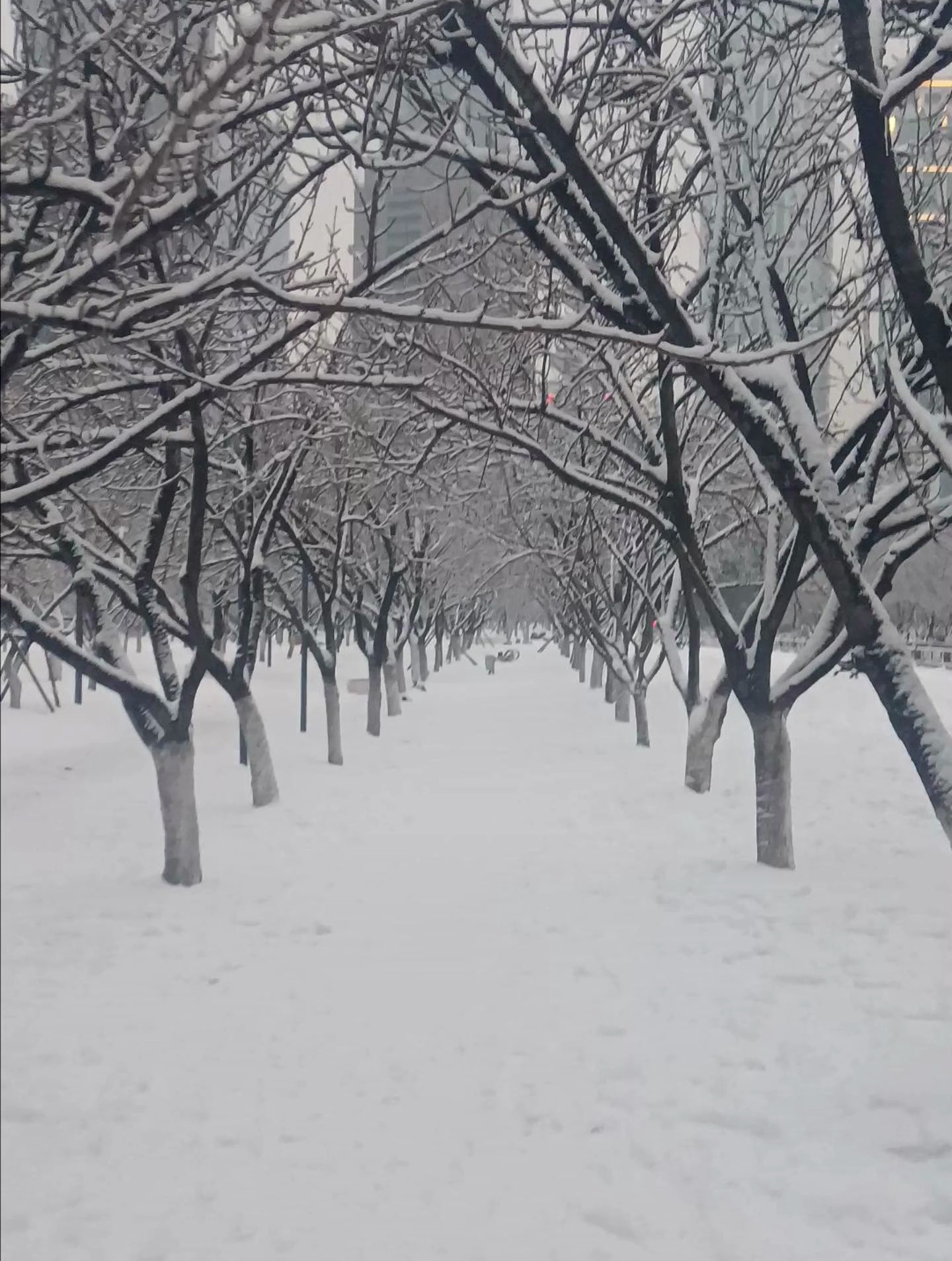 武汉下雪啦冰天雪地白茫茫一片
