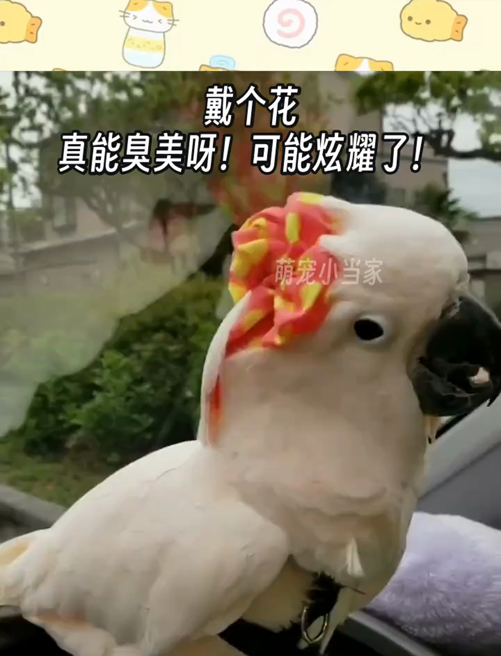 戴个花