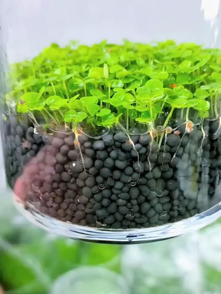 搞来一些优质的水草泥,种植一个赏心悦目的水草缸,四季常青常绿