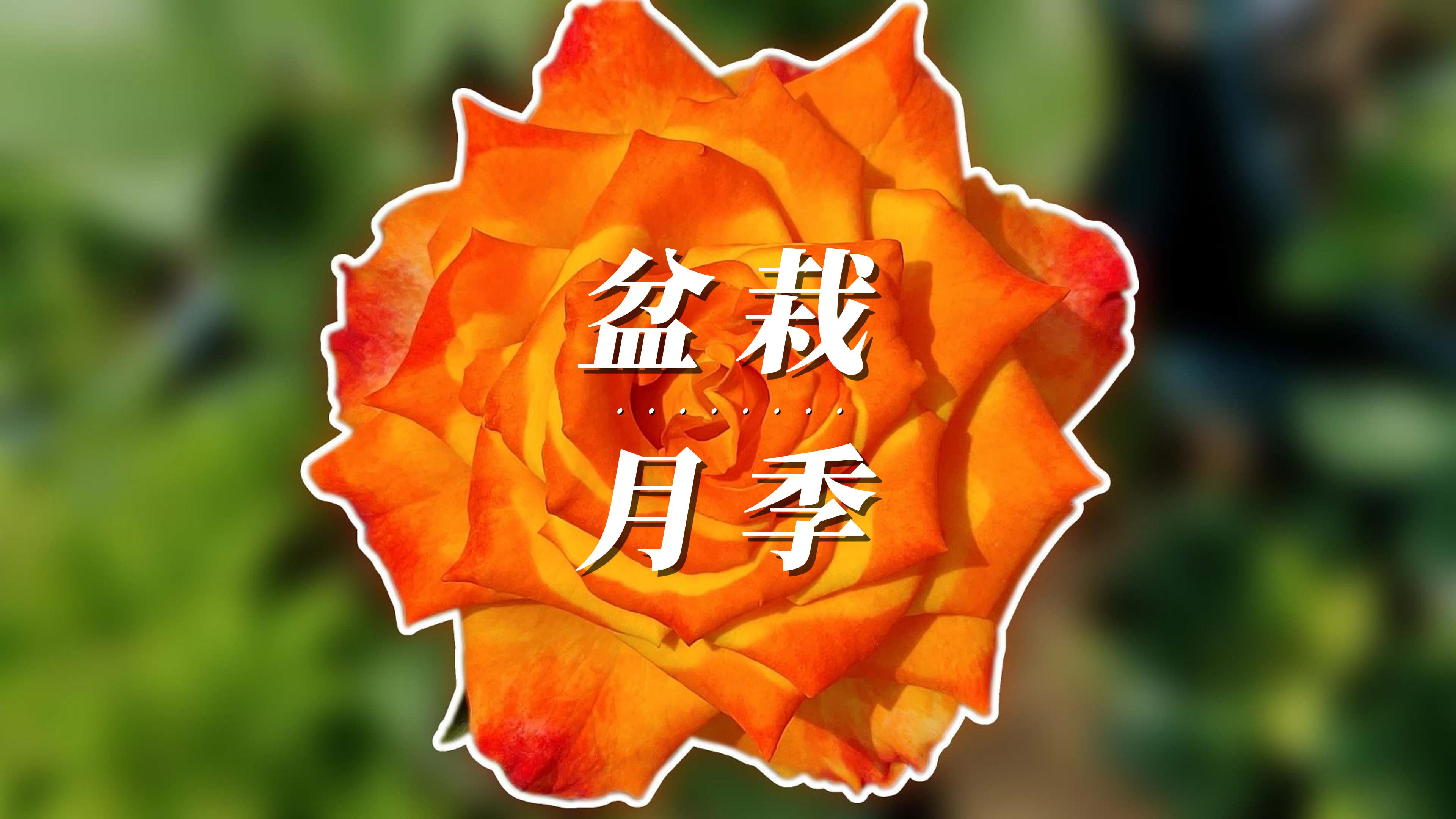 1.6米买的月季养了3个月,它开花了,这是什么品种?