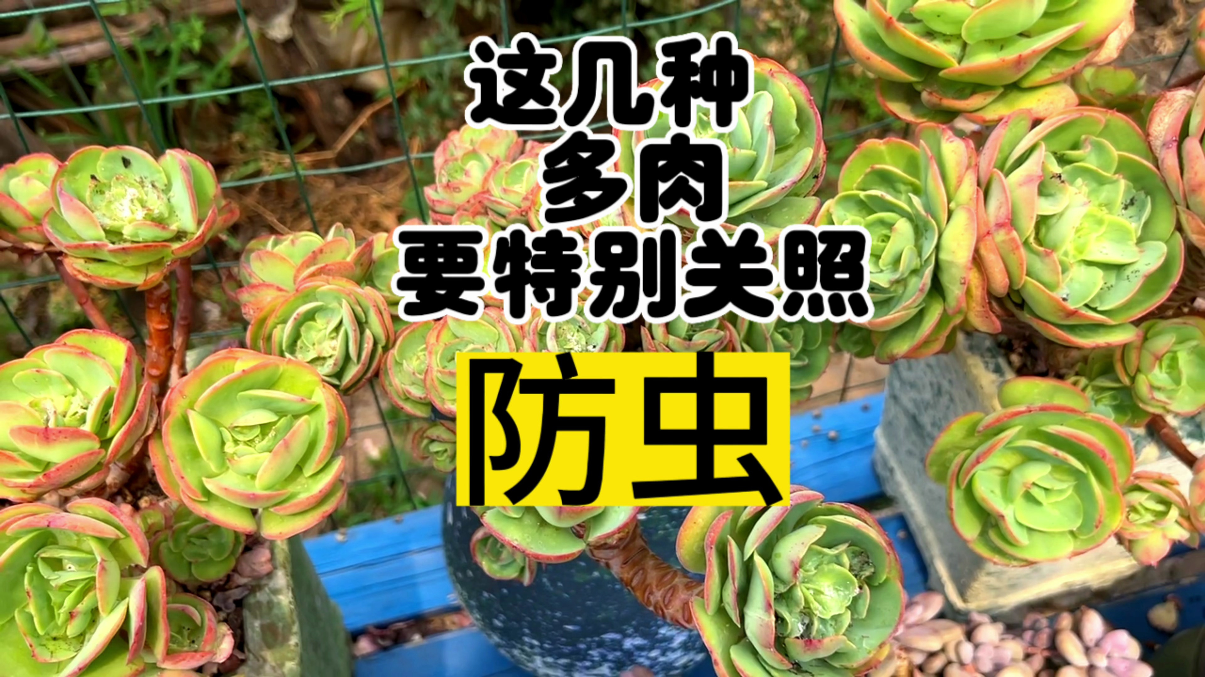这几种多肉品种容易招虫,养了的花友要特别关照