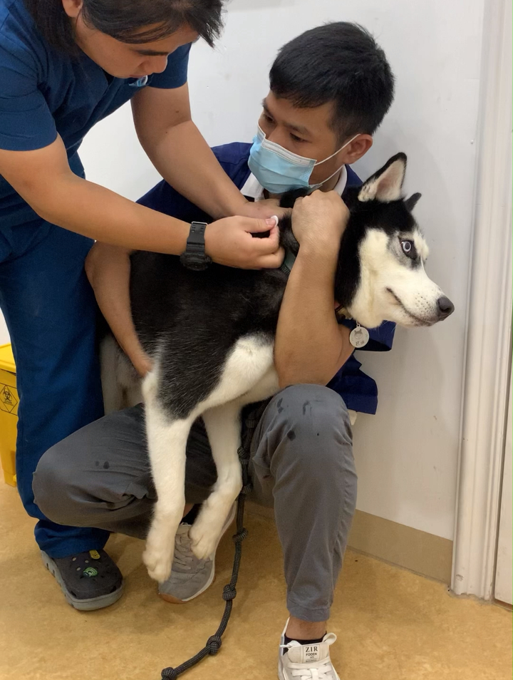 二哈打针,这表现真的出乎意料-度小视