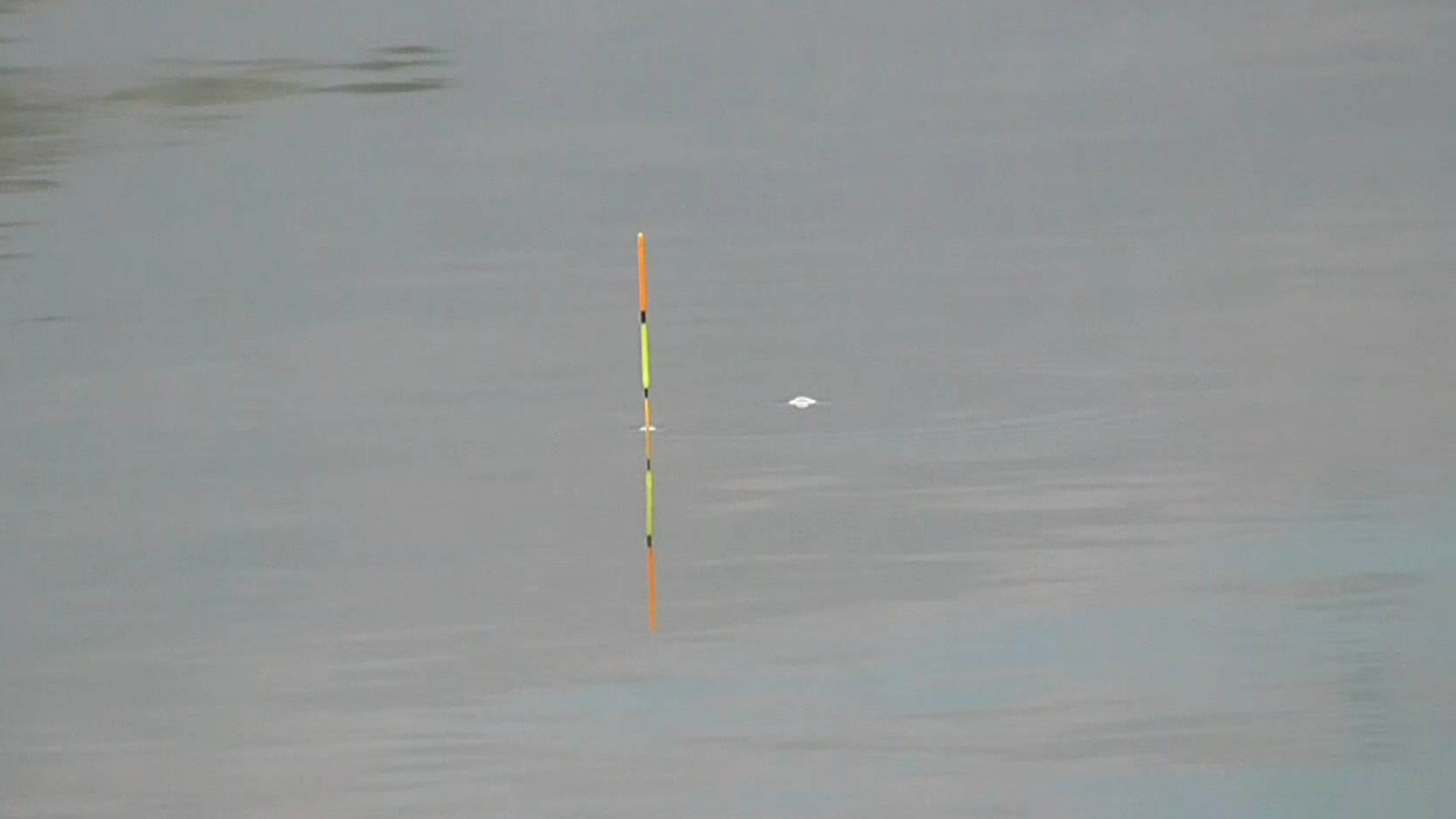 野钓鲫鱼,这样的鱼口真漂亮!一不注意就中鱼了!