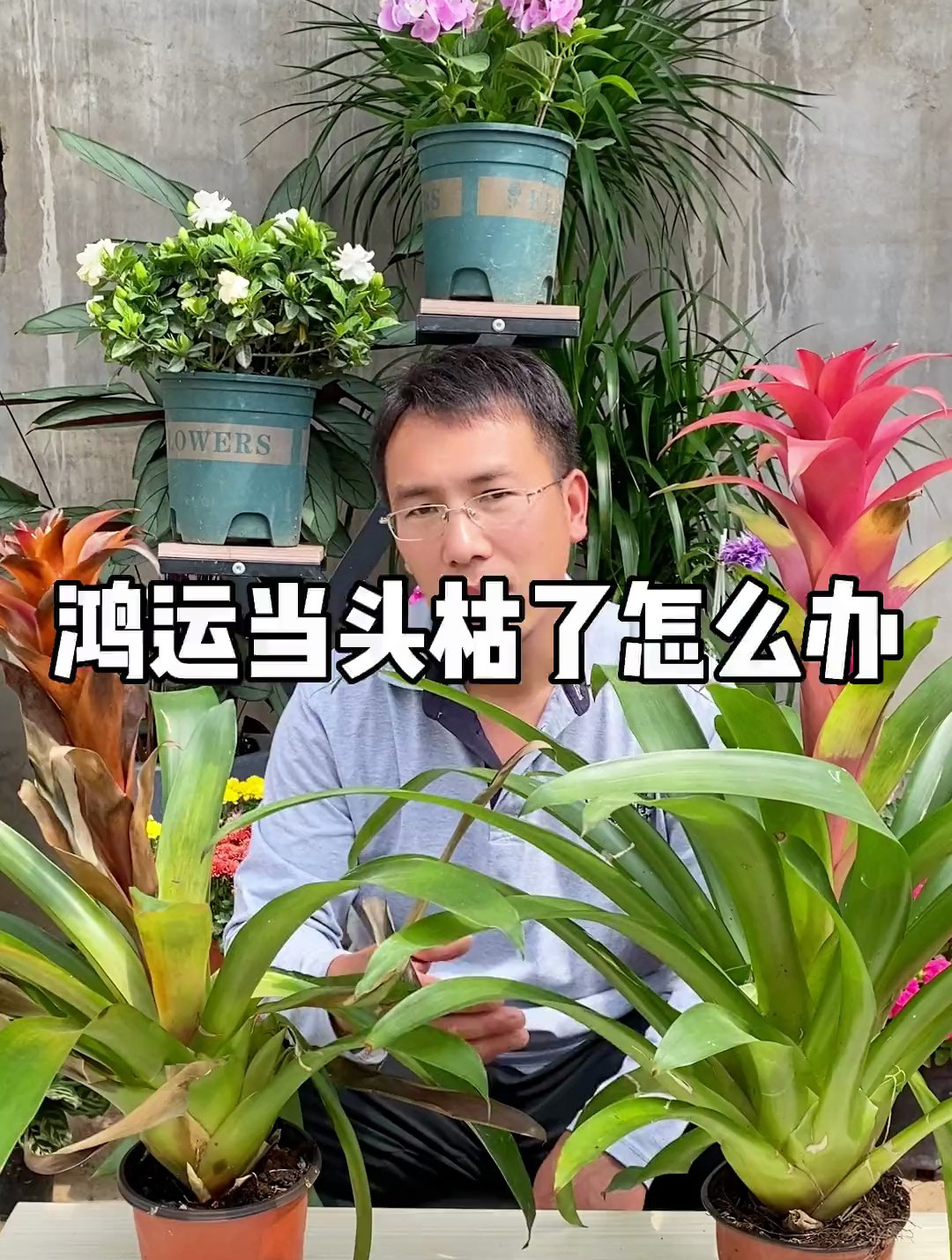 鸿运当头枯萎了补救(鸿运当头花谢了后修剪方法)