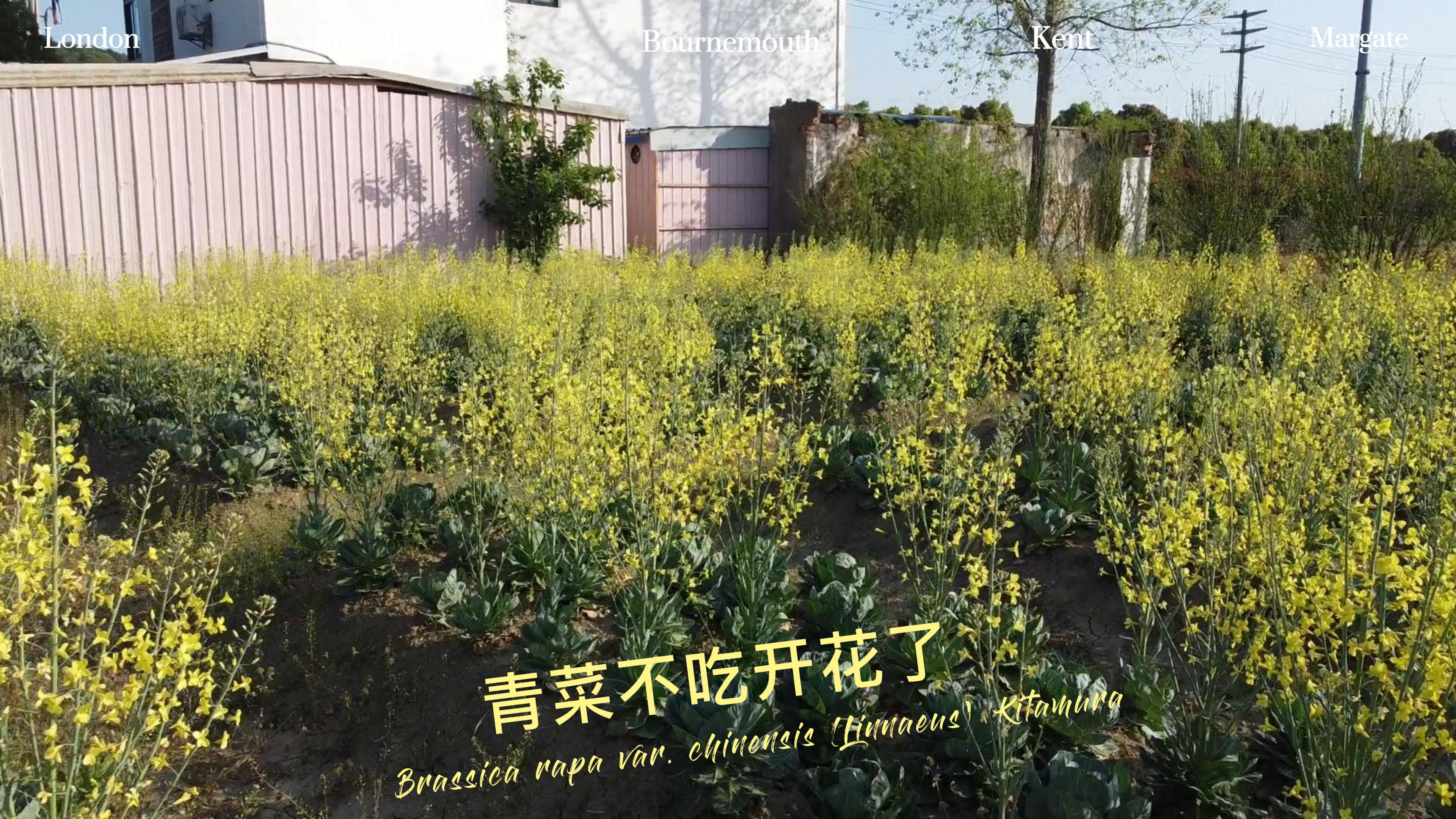 青菜不吃都已经开花了,菜花也很美啊