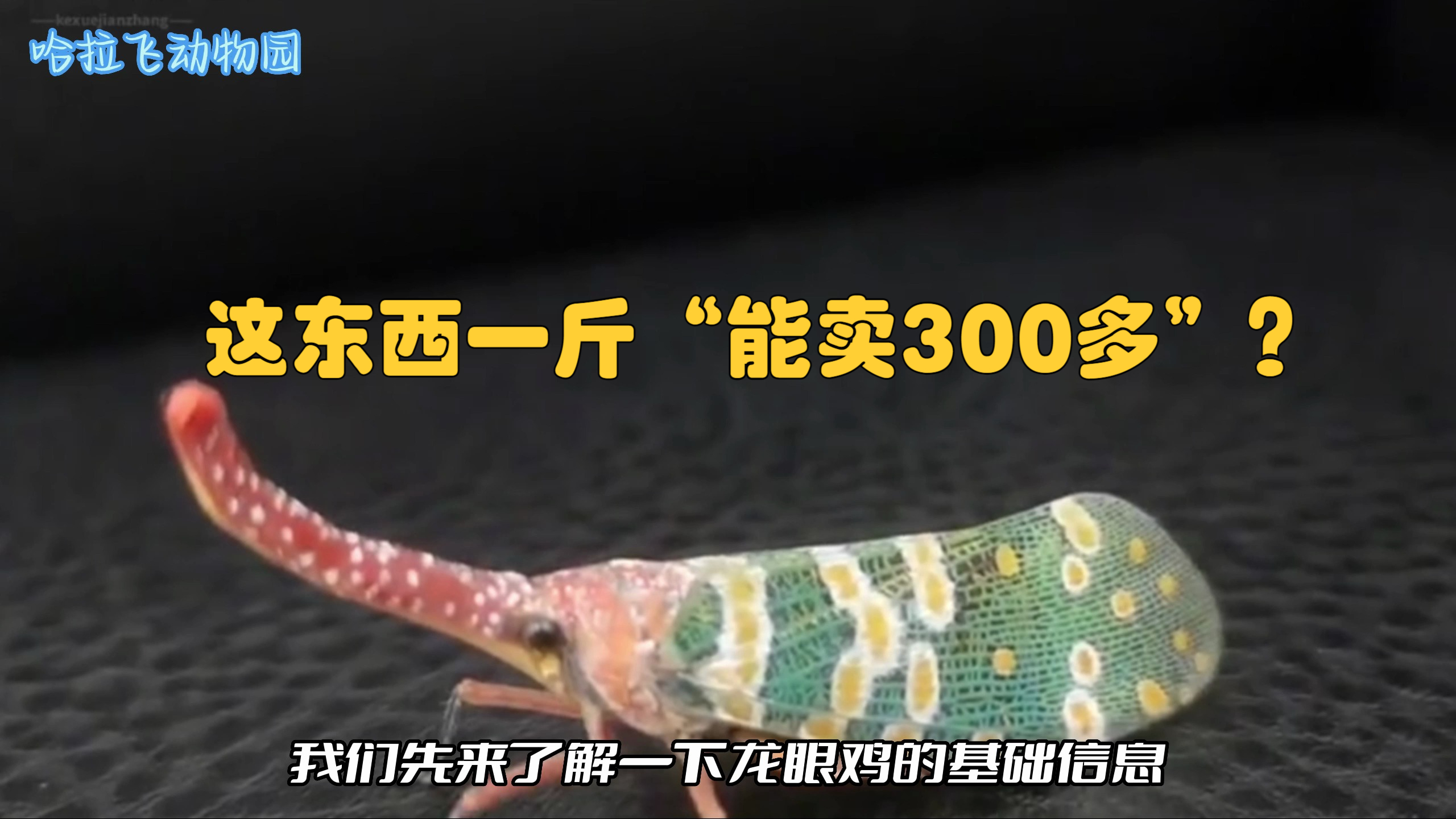 农村常见的龙眼鸡,如今卖到300元一斤?