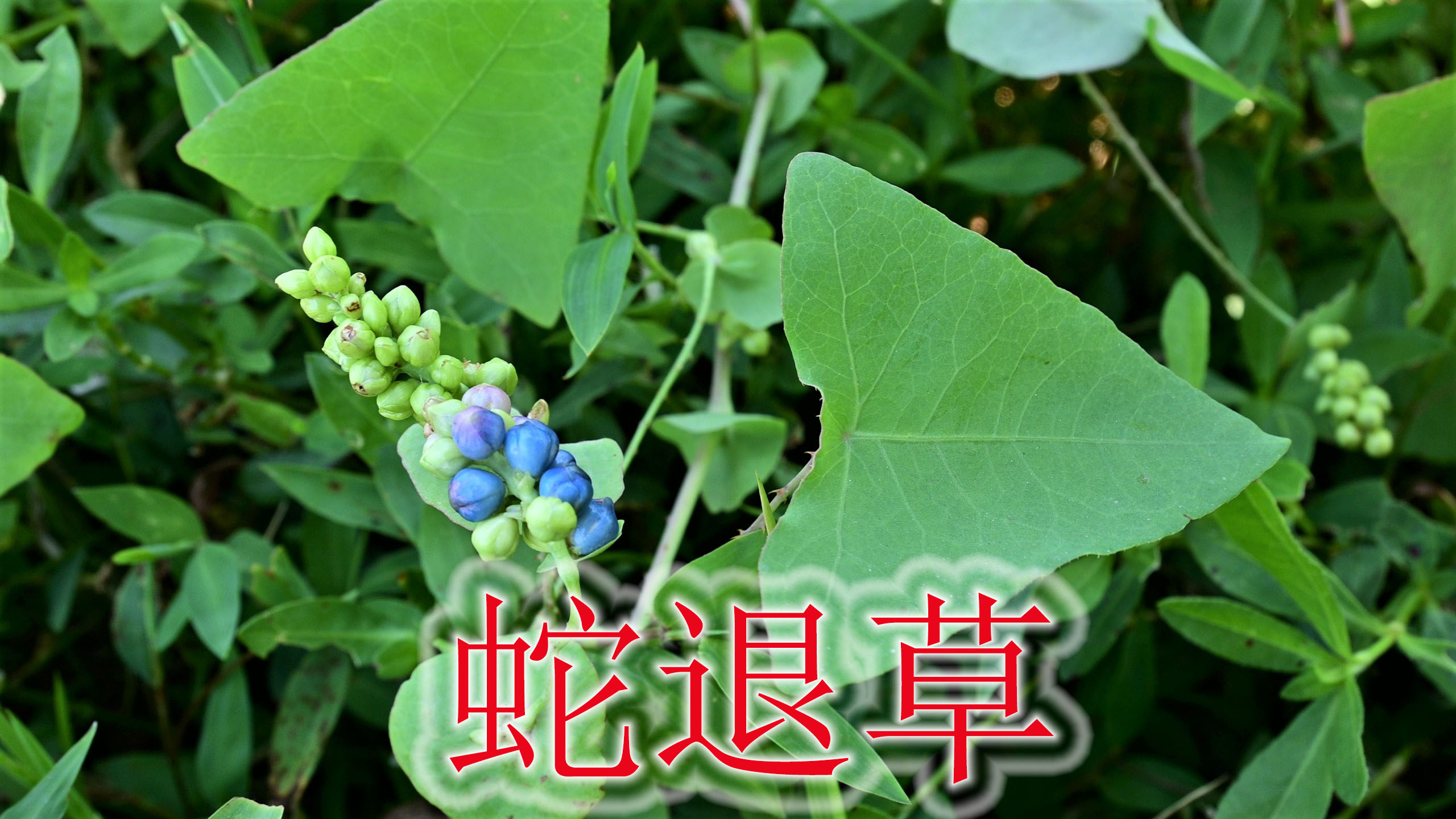 杠板归是可食用的野菜,被称之为解毒草,老人煮水抗氧化好处多