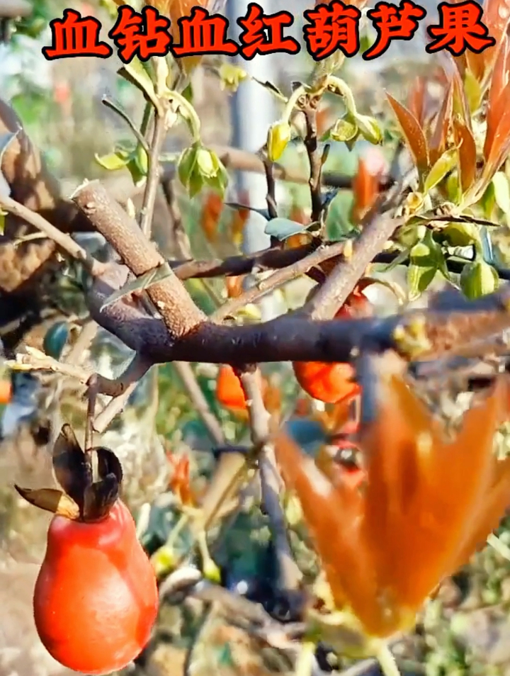 今年三月份金弹子"血钻葫芦果"挂果期长达十个月