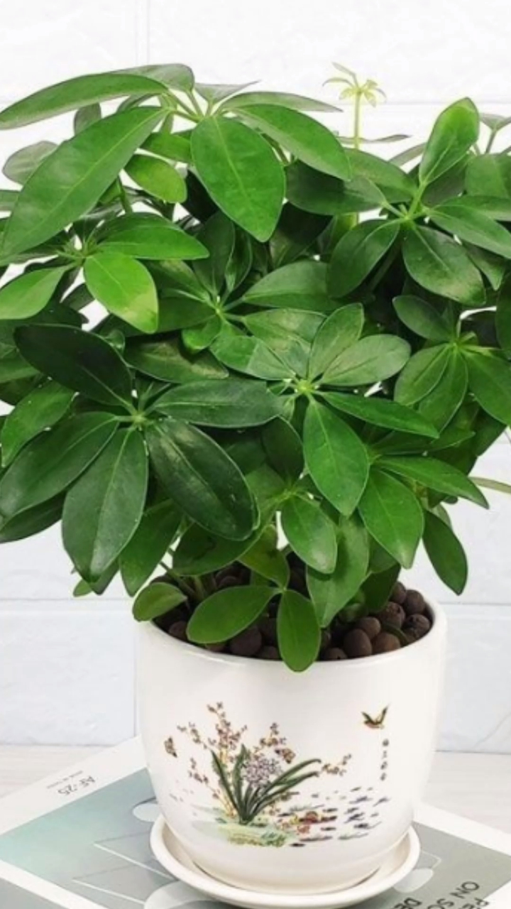 家里养一盆七叶莲又叫八方来财,寓意财运滚滚来,事业高升