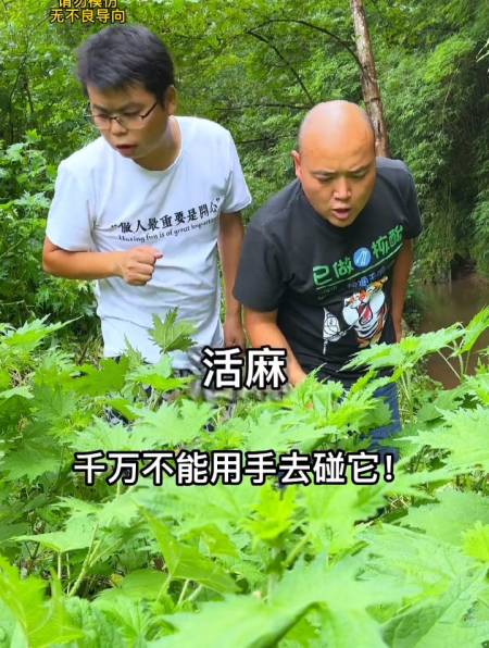 活麻草为什么不能摸!一模你就永远忘不了!它有特效作用-度小视