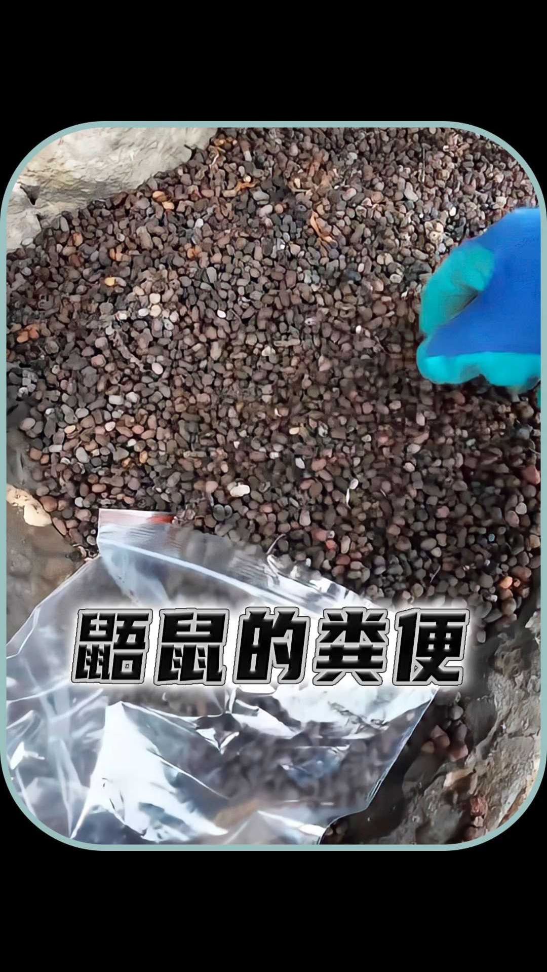 鼯鼠的粪便究竟有什么作用?