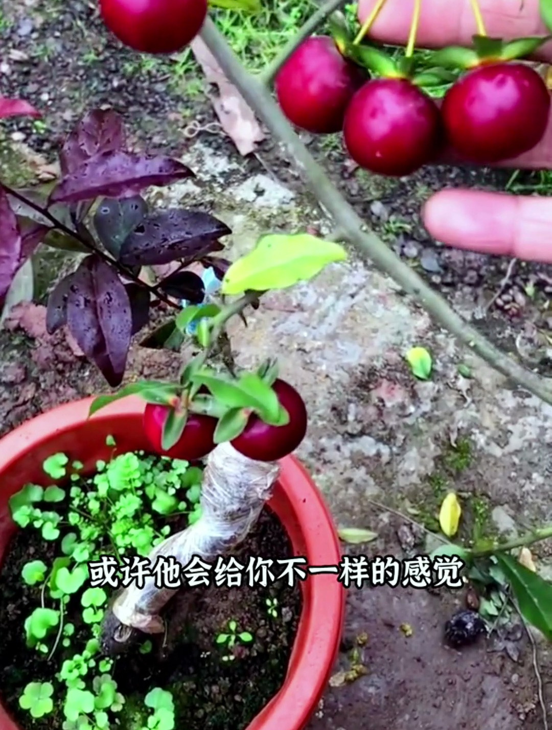 院子里的金弹子紫阳金丹都转色了看起来超漂亮,你们喜欢吗