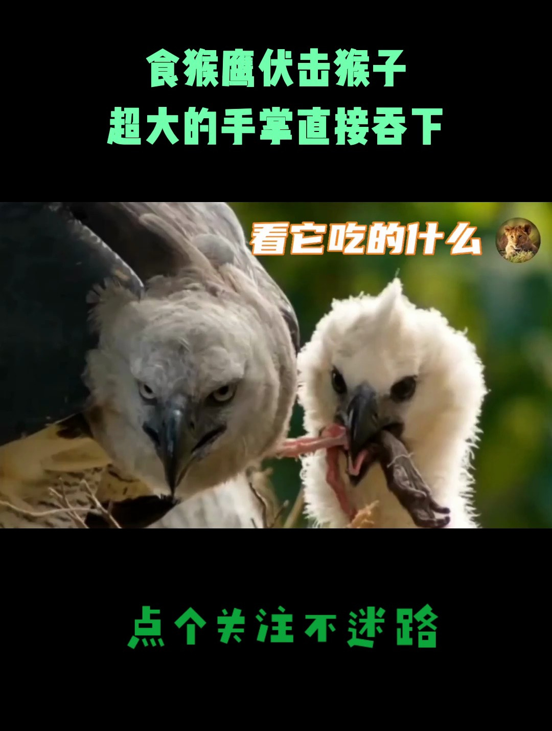 食猴鹰伏击猴子,超大的手掌直接吞下,最后遭到树懒猛烈的反击